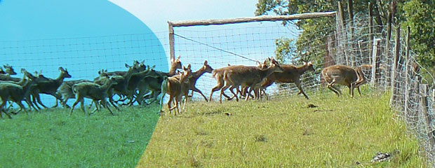 header-pest-control