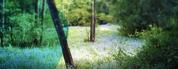 header-vegetation
